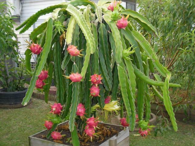 night blooming succulent Night-Blooming Cereus 100 Seeds Dragon Fruit Hylocereus undatus – R&B Floridaseeds