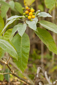 Potato Tree Solanum erianthum 200 Seeds