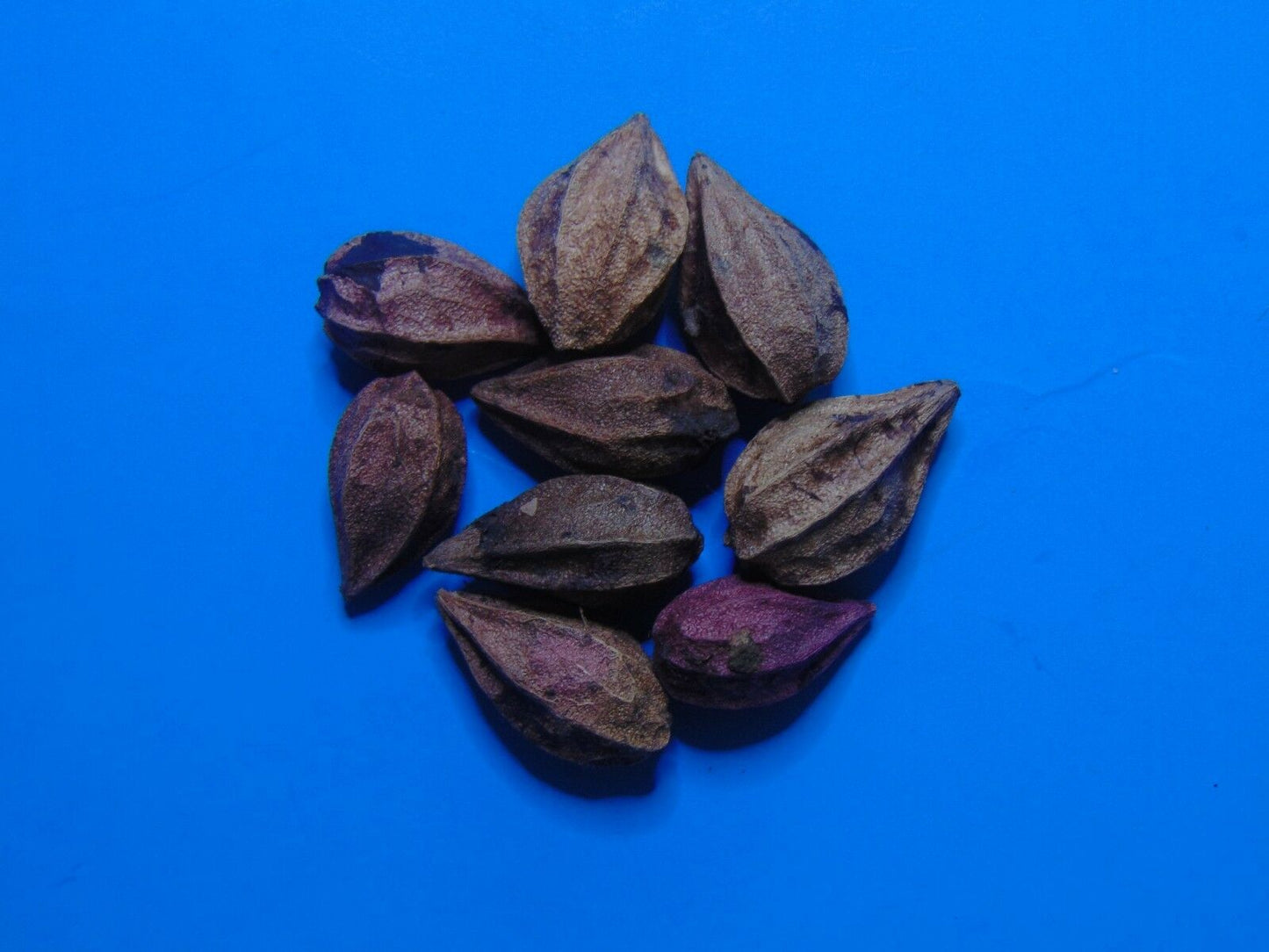 Paradise Plum Cocoplum Chrysobalanus icaco 10 Seeds  USA Company