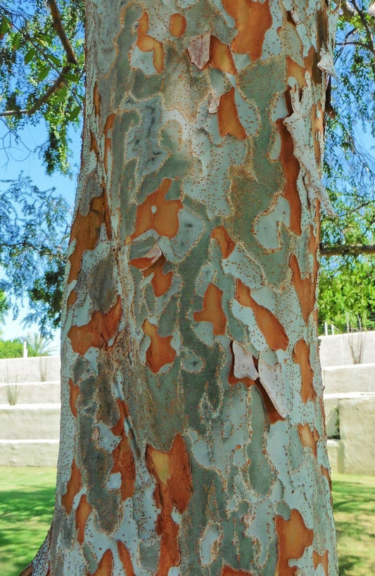 Chinese Elm  100 Seeds  Ulmus parvifolia