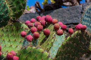 Prickly Pear Opuntia ficus-indica 20 Seeds