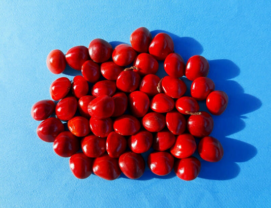 Red Sandalwood Adenanthera pavonina 20 Seeds  USA Company