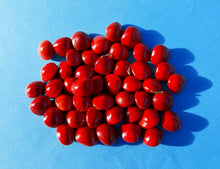 Load image into Gallery viewer, Red Sandalwood Adenanthera pavonina 20 Seeds