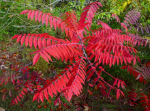 Load image into Gallery viewer, Smooth Sumac Rhus glabra 50 Seeds