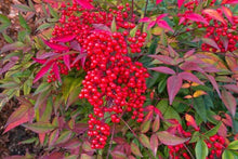 Load image into Gallery viewer, Heavenly Bamboo Nandina domestica 20 Seeds