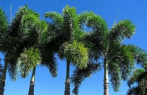 Foxtail Palm Wodyetia bifurcata 10 Seeds
