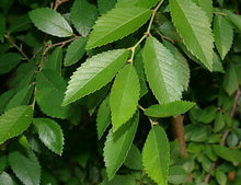 Load image into Gallery viewer, Chinese Elm Ulmus parvifolia 20 Seeds