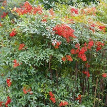 Load image into Gallery viewer, Heavenly Bamboo Nandina domestica 20 Seeds