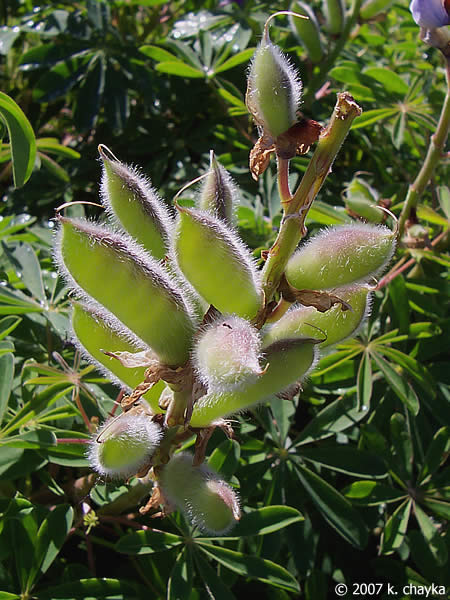 Wild Lupine Sundial Lupine Lupinus perennis 500 Seeds